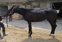 ���ߵ����� (SUBAL DORIANG) ����