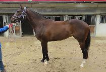 ��´�����Ʈ (RAON THE SPURT) ����