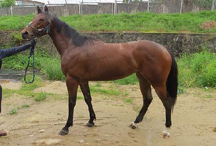 ���ǵ尶�� ����