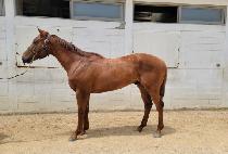 �Ŀ����� (POWER GUY) ����