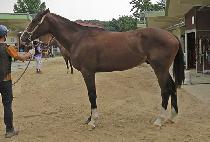 ����ī�� (WINNER KAI) ����