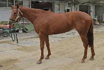 �Ѱ����� (HANGANG MAGIC) ����