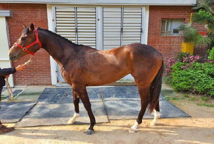 �Ƴ���Ÿ�þ� ����