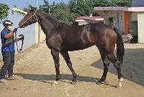 ���̷��� (HIGH RUNNER) ����