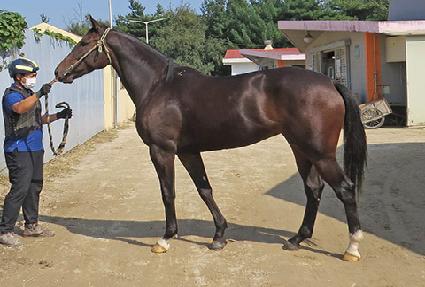 ���̷��� ����