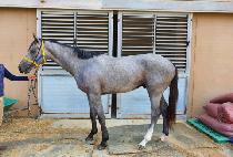 ���������� (B. K. HUNTER) ����