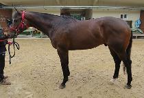 �ƶ����� (ARABIAHAE) ����