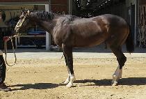 ���ǵ���� (SPEED BLACK) ����