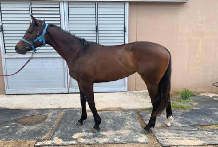 ���÷� ����