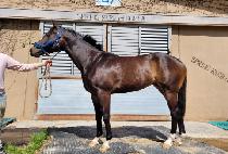 �׸����ǵ� (GREEN SPEED) ����