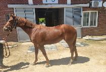 è���׸� (CHAMP GREEN) ����