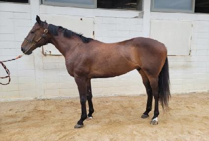 ����Į���� ����