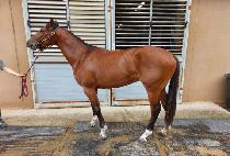 NOBLE SPIRIT picture