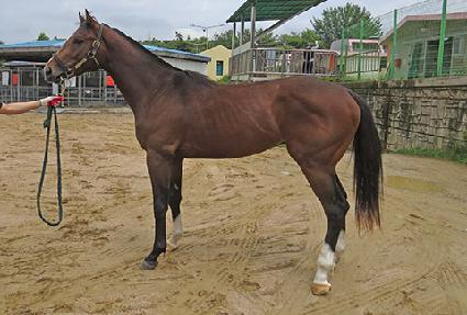 ���巹�̼� ����