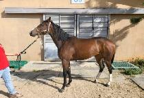 PUNGUN JOHWA picture