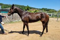 ������ (QUEEN����S DAERO) ����