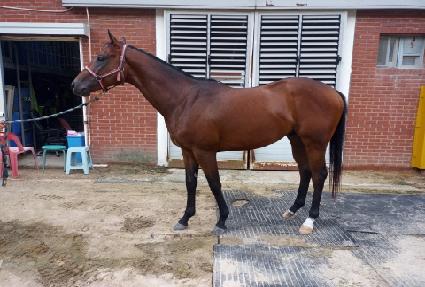 ���κ긮�� ����