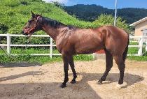 ����Į���� (DOCTOR KHALIFA) ����