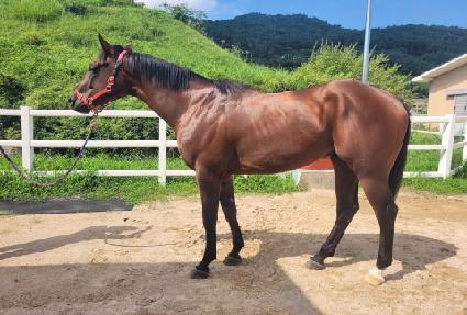 ����Į���� ����