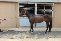 ����Ǯ���� (WONDERFUL CHANCE) ����