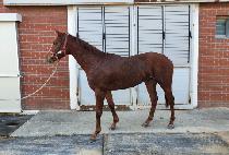 �ӽ�Ʈ�� (MUST MAN) ����