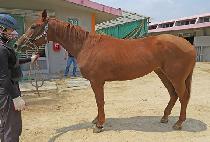 ��õ�� (OCHEONBOK) ����