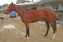 �ǿ�������Ű (P N S LUCKY) ����