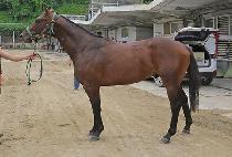 ���ʸ��� (RUNNER MONSTER) ����