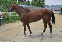 �����극�̽� (QUEEN OF RACING) ����