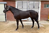 ����Ʈ���� (BEST THUNDER) ����