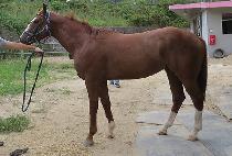 ��δ�� (GYEONGBU DAEGEOM) ����