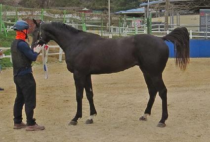 �����̾� ����