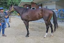 Ǫ������ (PUREUN BITKKAL) ����