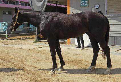 ���ø�Ʈ��� ����