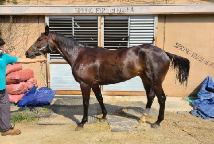 �����÷� ����