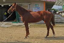 ������ȥ (DONGBANGUI HON) ����