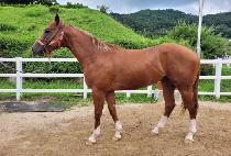 DOCTOR PENTAGON picture