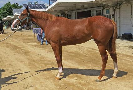 ��Ÿ�귯 ����