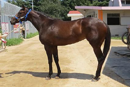 ����Űư ����