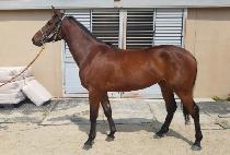 �Ƴʽ����� (HONOR��S MARGAUX) ����