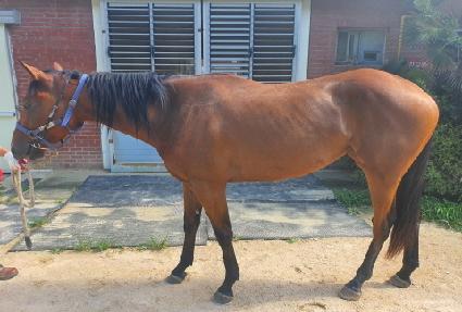 �����극�� ����