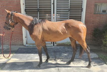 ���������ƽ� ����