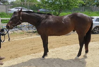 ���ø�Ʈ�귯 ����