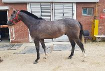 ��������� (DONGNAM HERO) ����