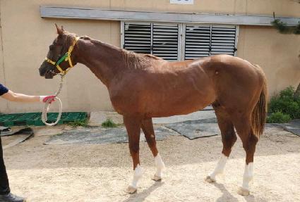 ���������� ����