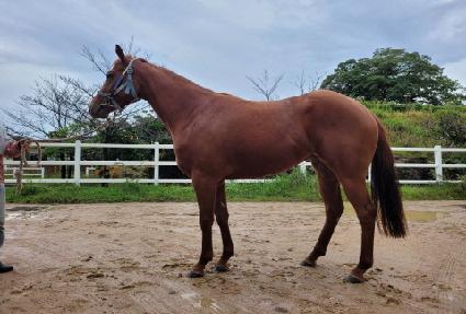 ���̴Ͻ�Ÿ ����