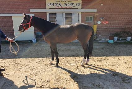 ��Ÿ��ƽè�� ����