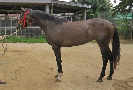 �����帲 ����