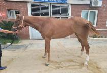 GEUMBIT YEOJANGGUN picture