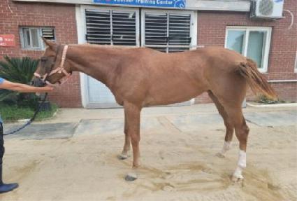 �ݺ����屺 ����